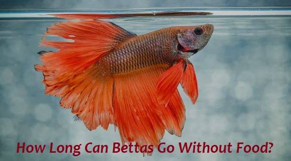 How Long Can Bettas Go Without Food?