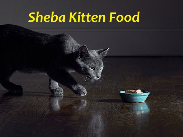 Sheba Kitten Food Reviews