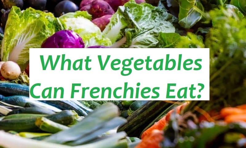 What Vegetables Can Frenchies Eat (2)