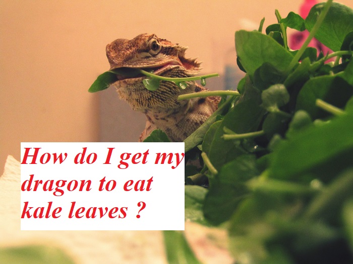 How do I get my dragon to eat kale leaves