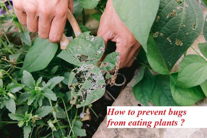 How to prevent bugs from eating plants