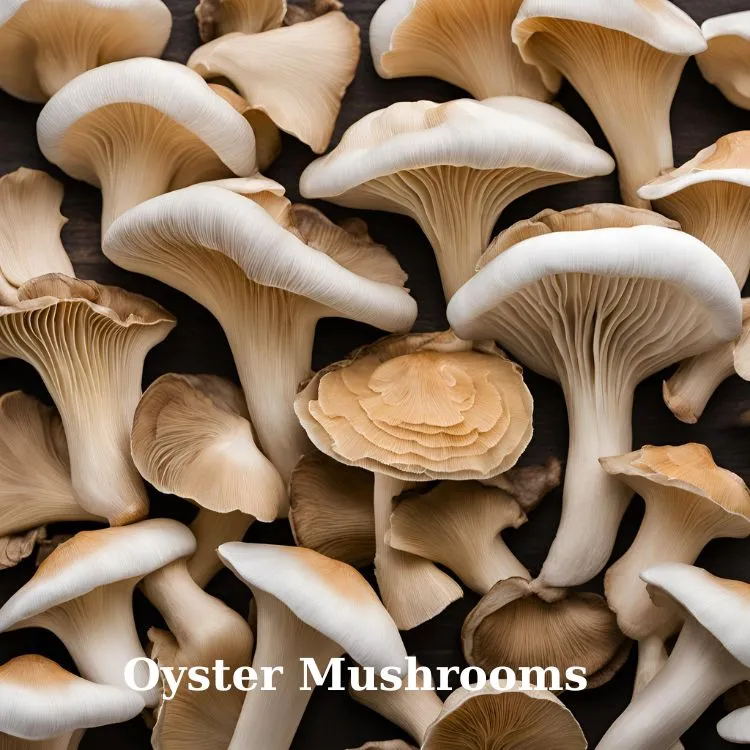 Oyster Mushrooms