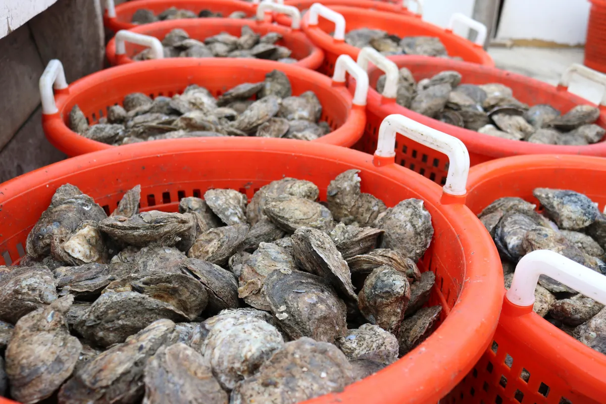 Oysters in a Peck