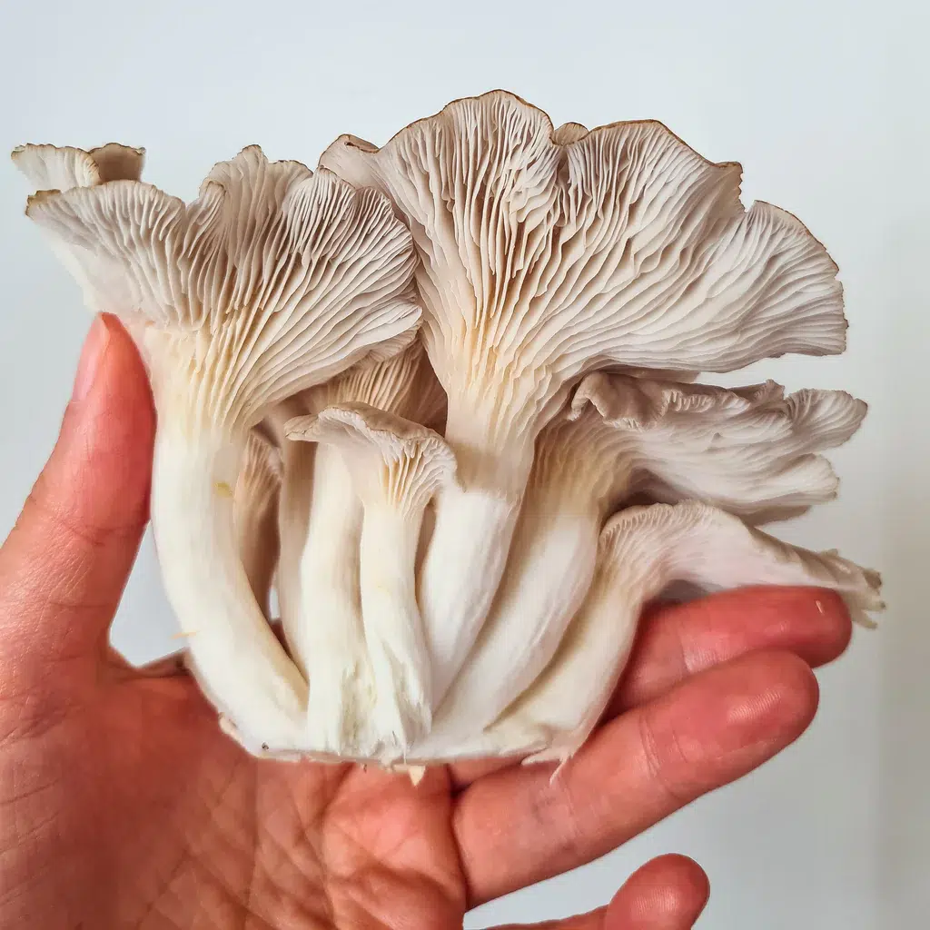 Buy Oyster Mushrooms